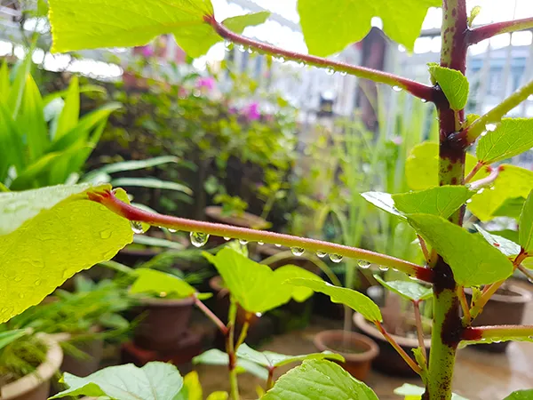 Plants02.jpg