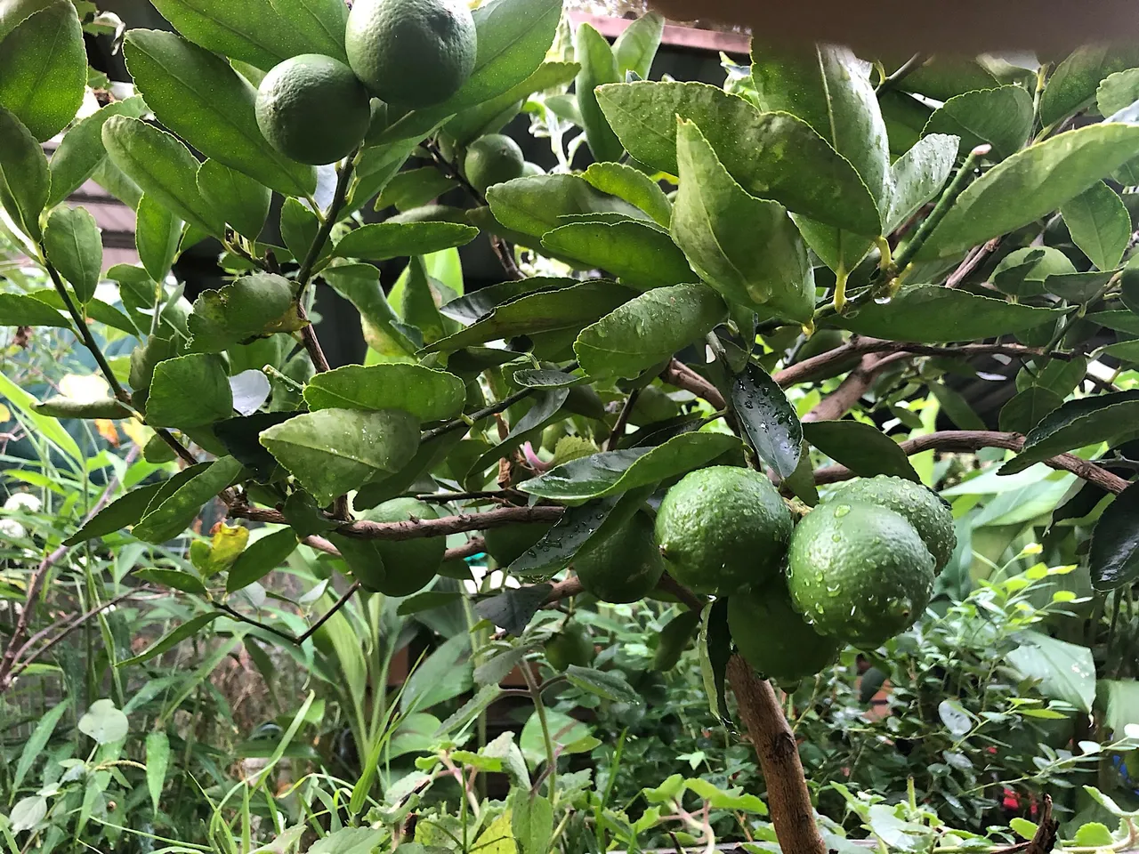 Tahitian lime