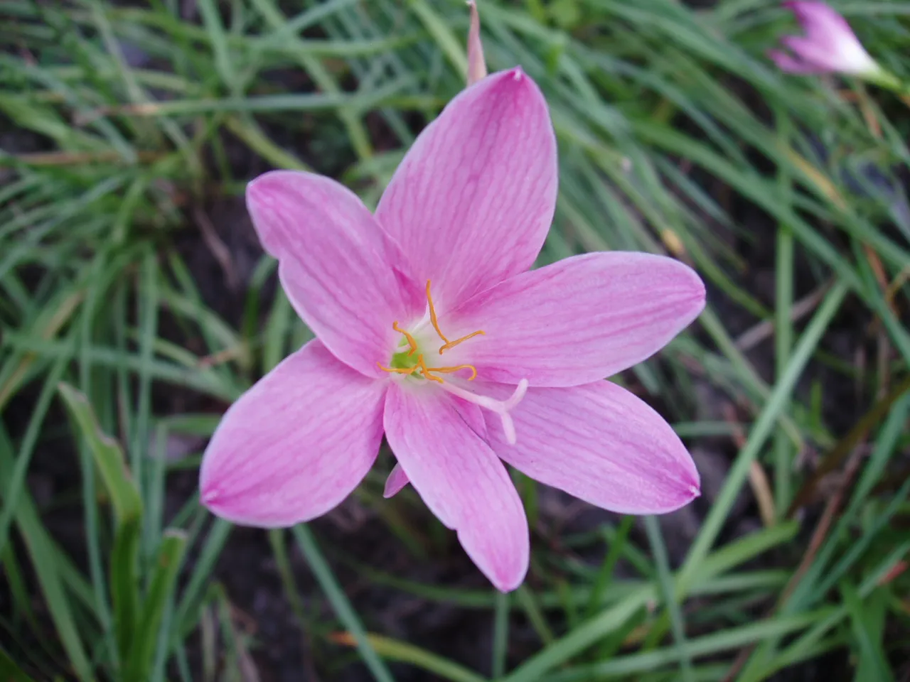 Queen Sirikit Park - flower