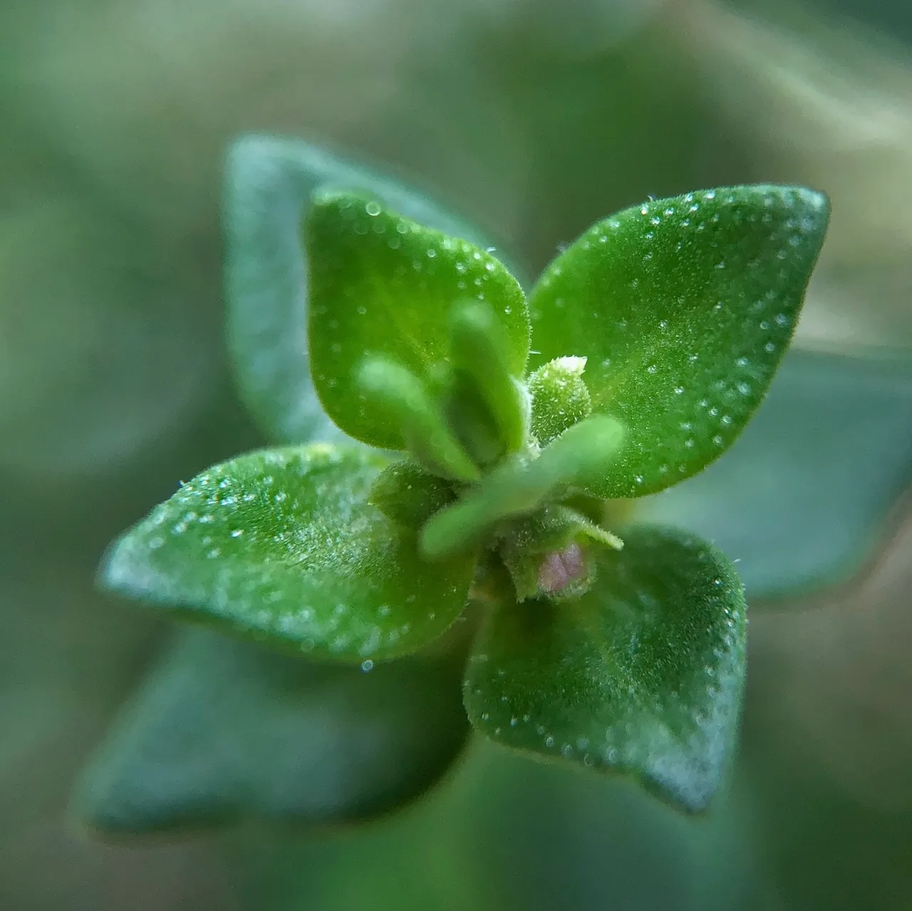 Macro photograph of thyme leaves and flowers