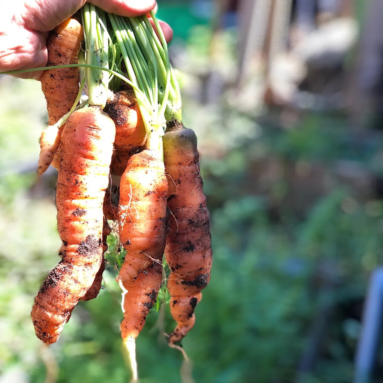 Homegrown carrots