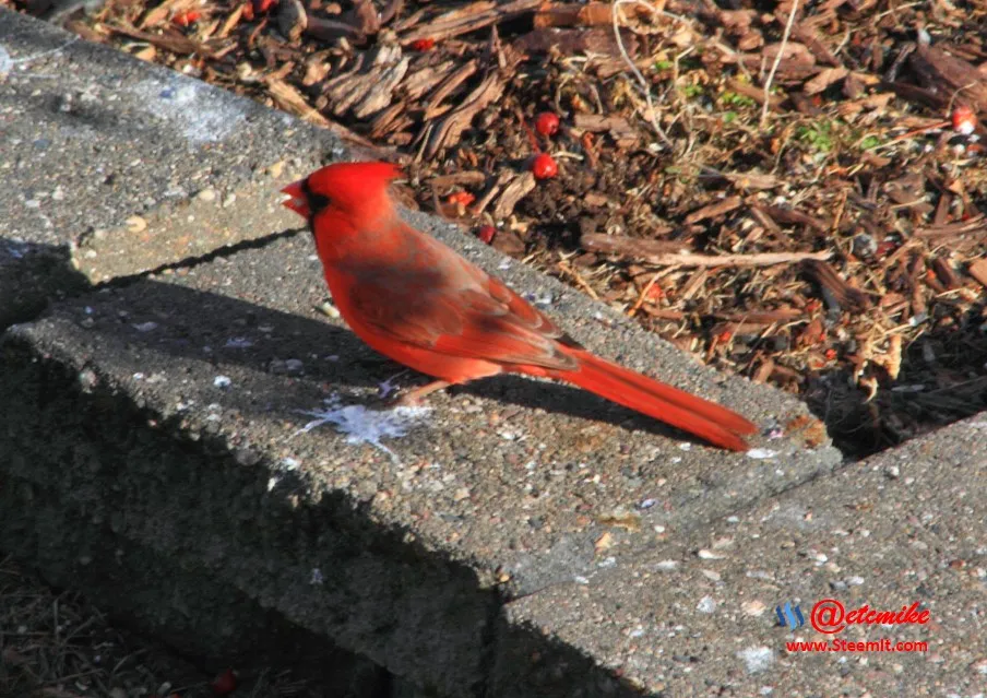 Northern Cardinal IMG_0237.JPG