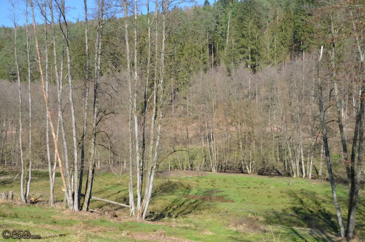 DSC_1467.JPG