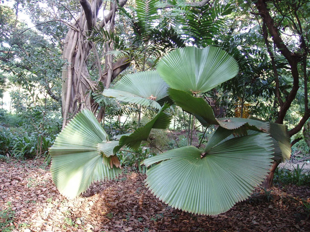 Queen Sirikit Park giant ground plants