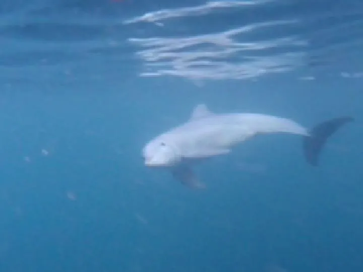 dolphin2.jpg