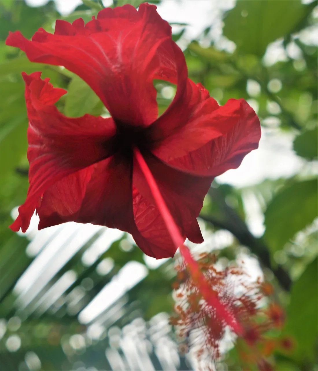 hibiscus.jpg