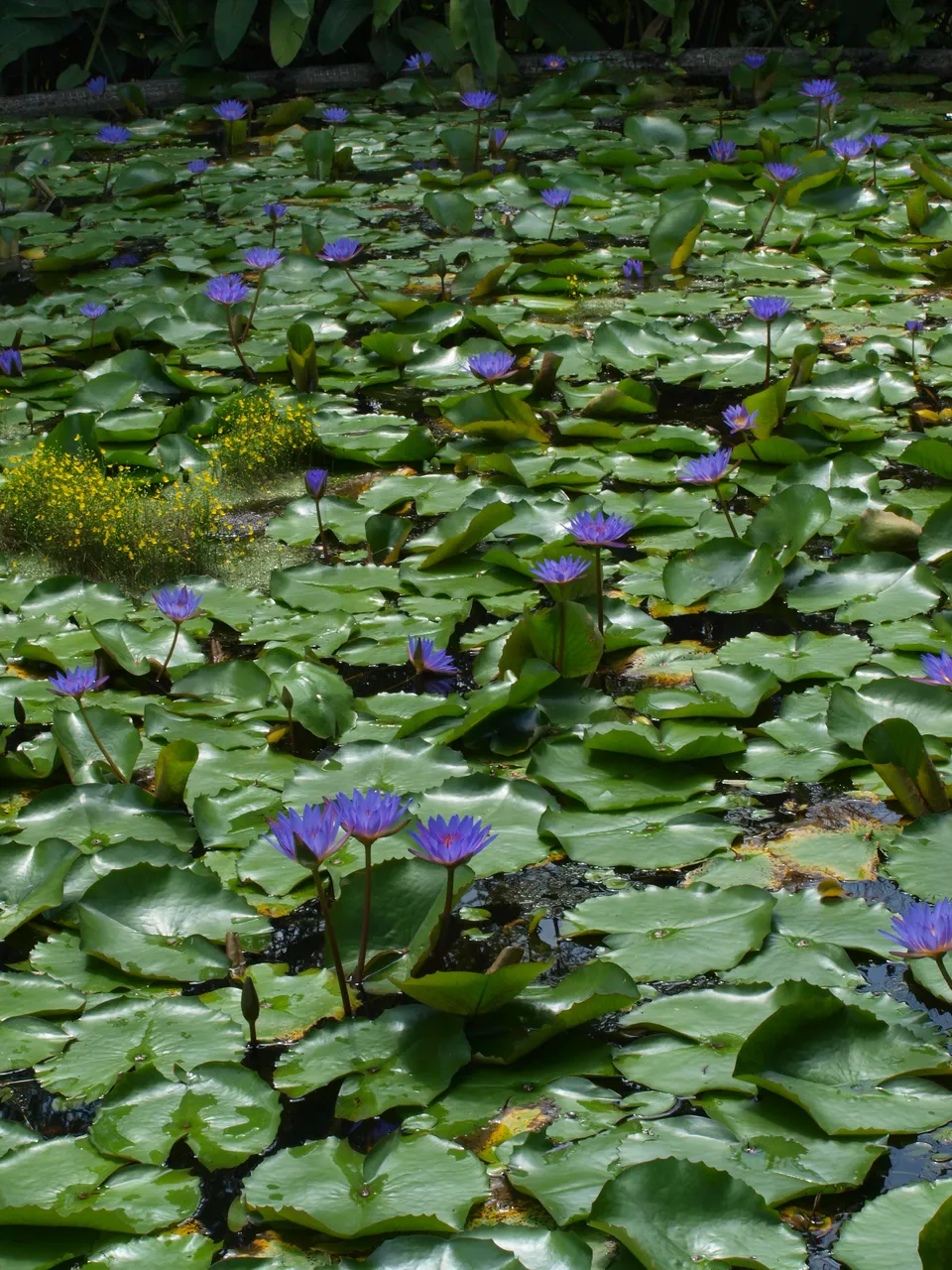 P1011665.JPG