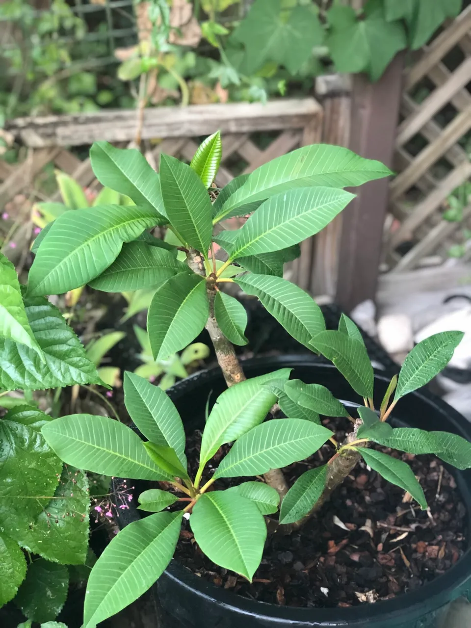 Frangipani