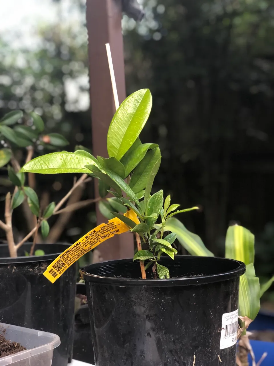 Eugenia brasiliensis
