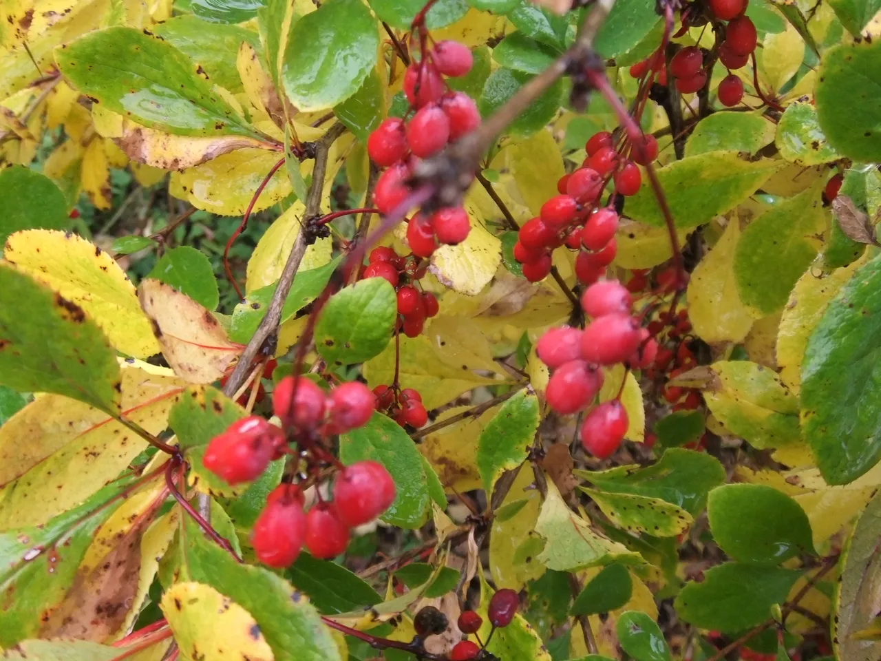 DSCF4433.JPG