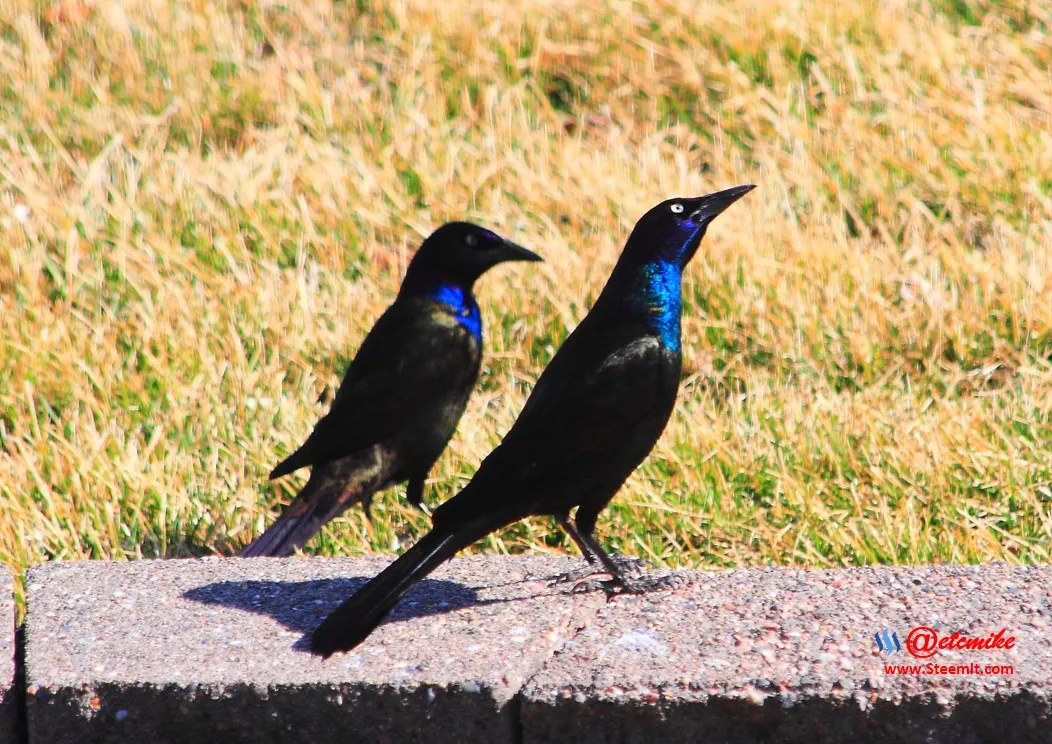 Common Grackle IMG_0140.JPG