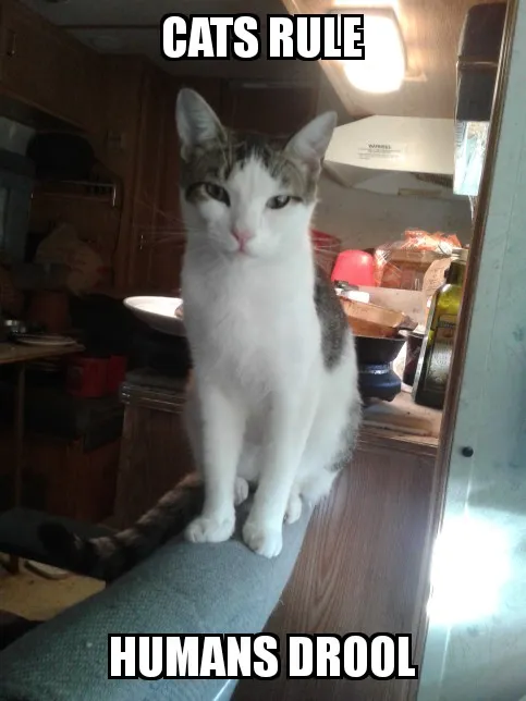 catsrule.jpg