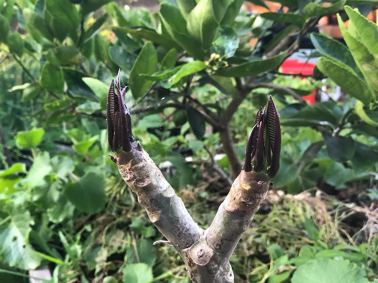 Frangipani