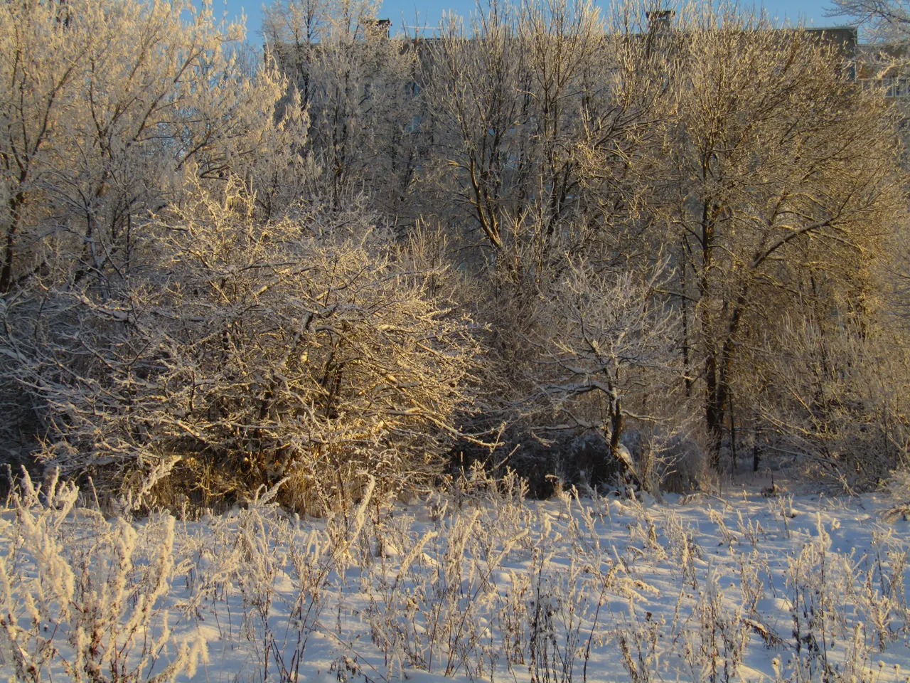 IMG_9187.JPG