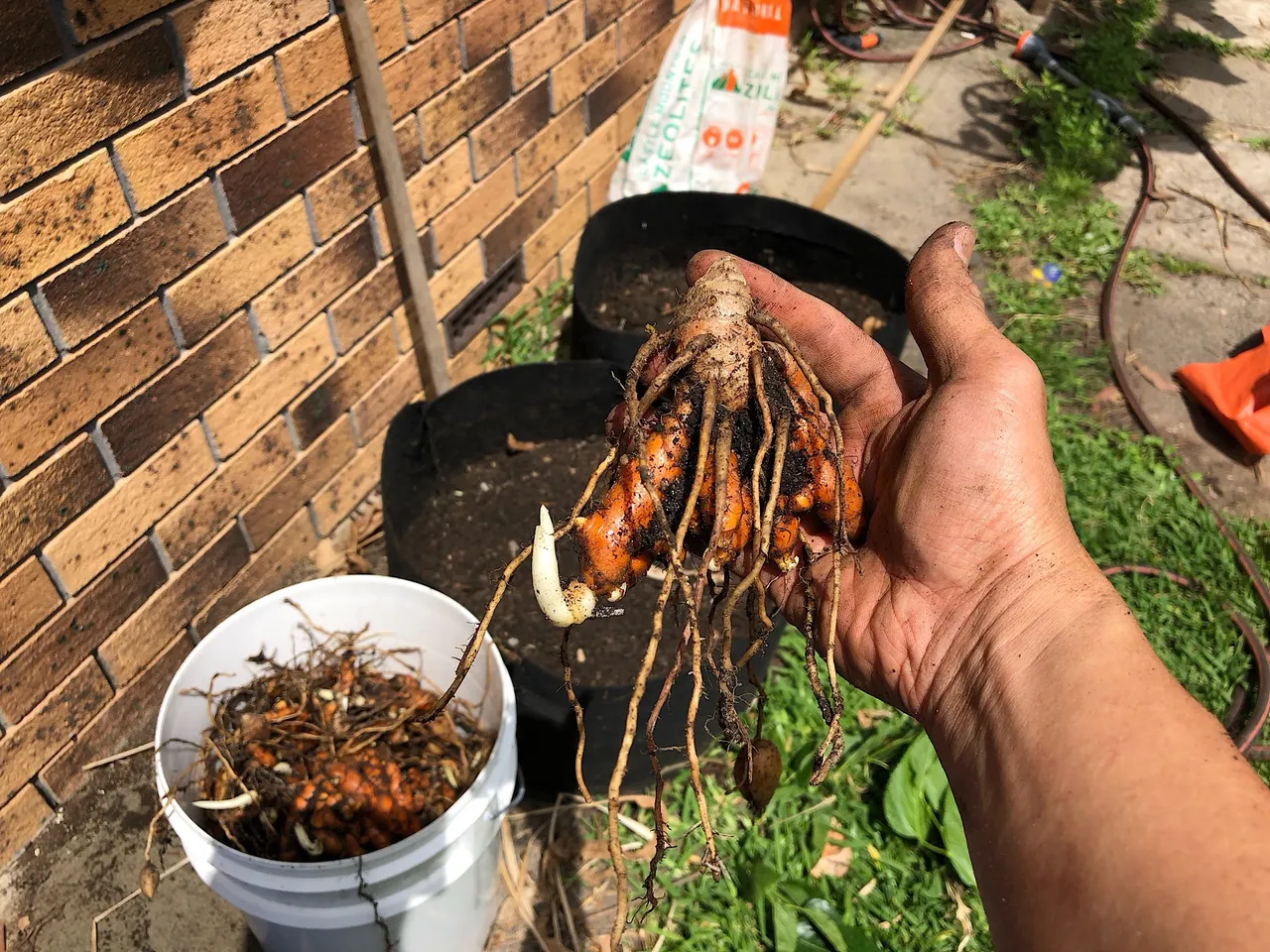 Turmeric Rhizome sprouting