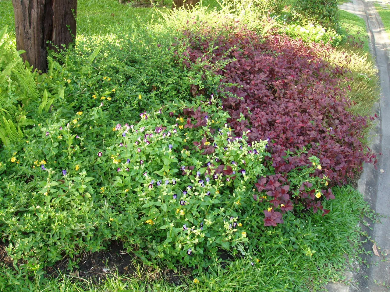 Queen Sirikit Park - flower