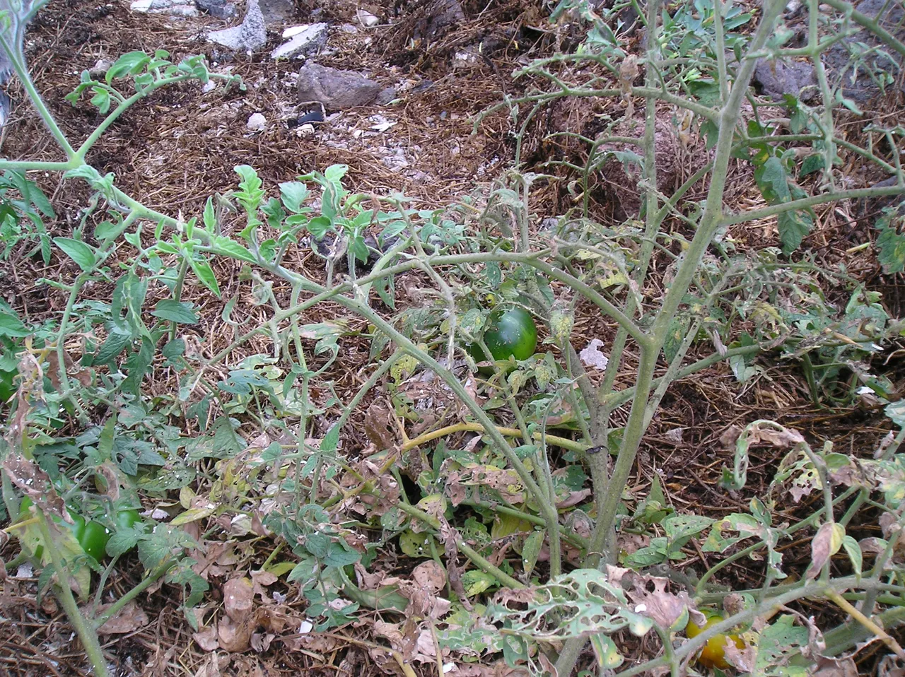 P1010007.JPG