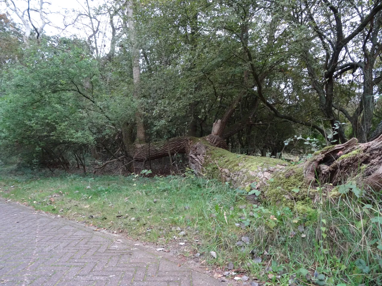 DSC02679.JPG