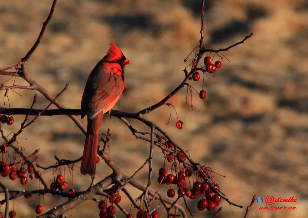 Northern Cardinal IMG_0322.JPG