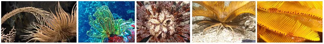 crinoids.JPG
