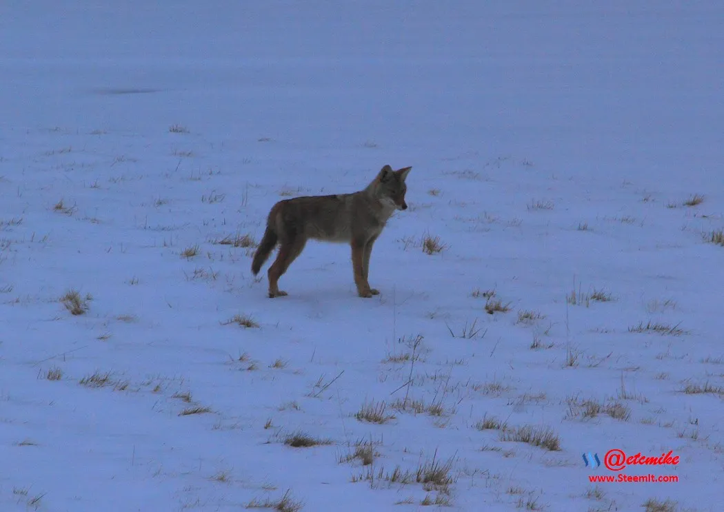 Coyote IMG_0018.JPG