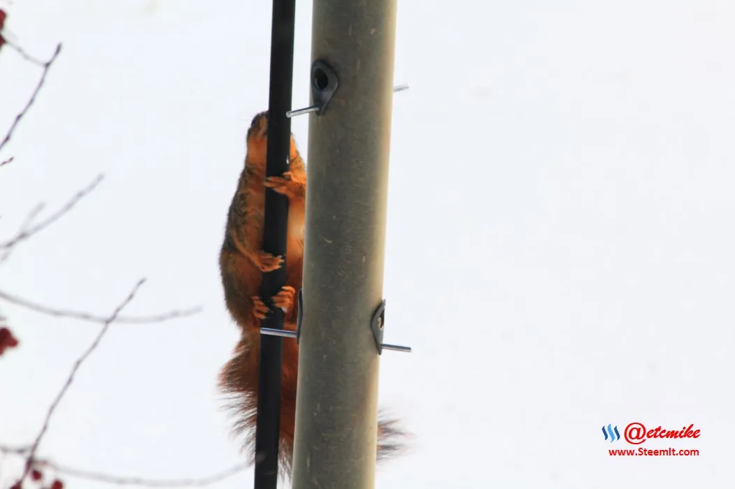 squirrel IMG_0056.JPG