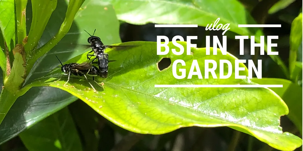 ULOG 133 - Black Soldier Flies in the garden