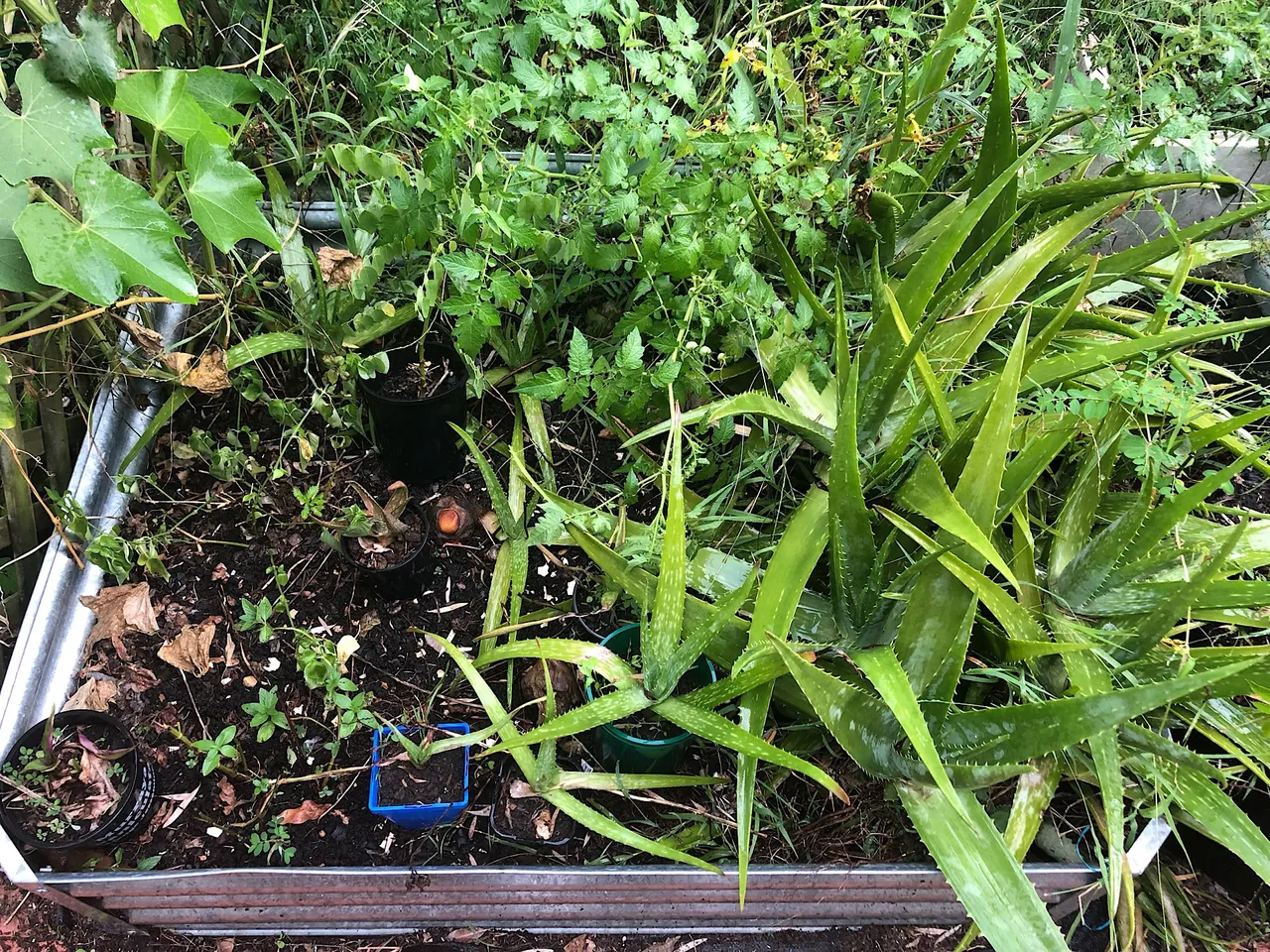 Aloe Vera