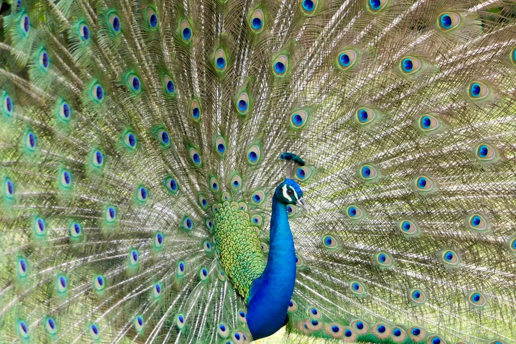 peacock3.jpg