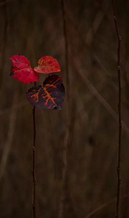 _MG_6833.png