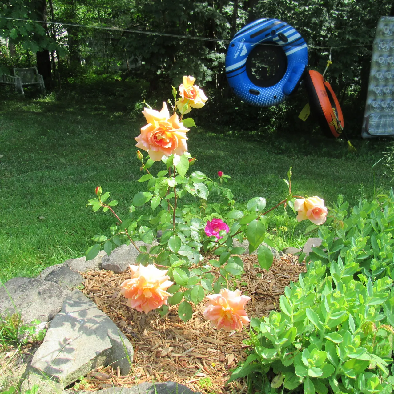 IMG_4347.JPG