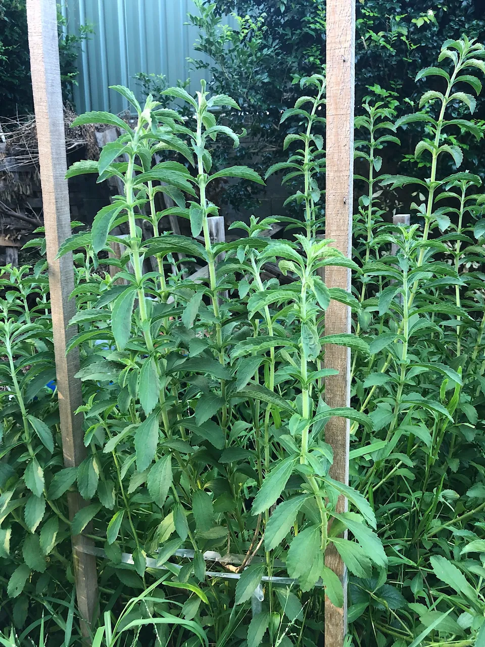 Stevia