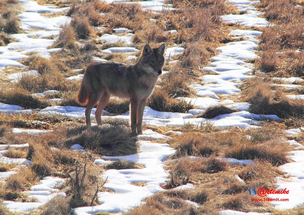 coyote IMG_0127.JPG