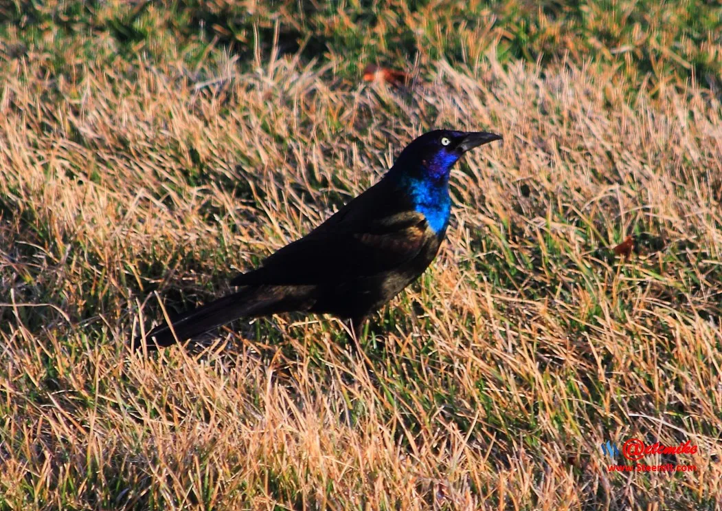 Common Grackle IMG_0172.JPG