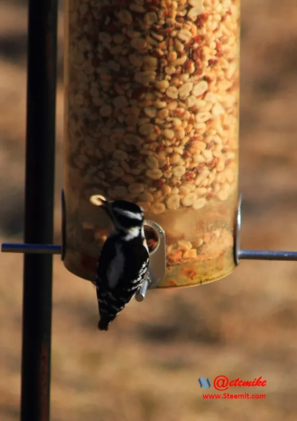 Downy Woodpecker IMG_0163.JPG