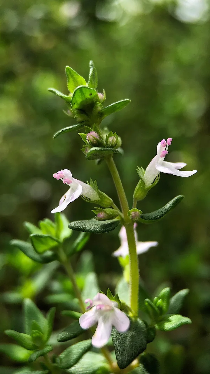 Macro photograph of thyme leaves and flowers