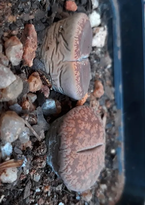 lithops3.jpg