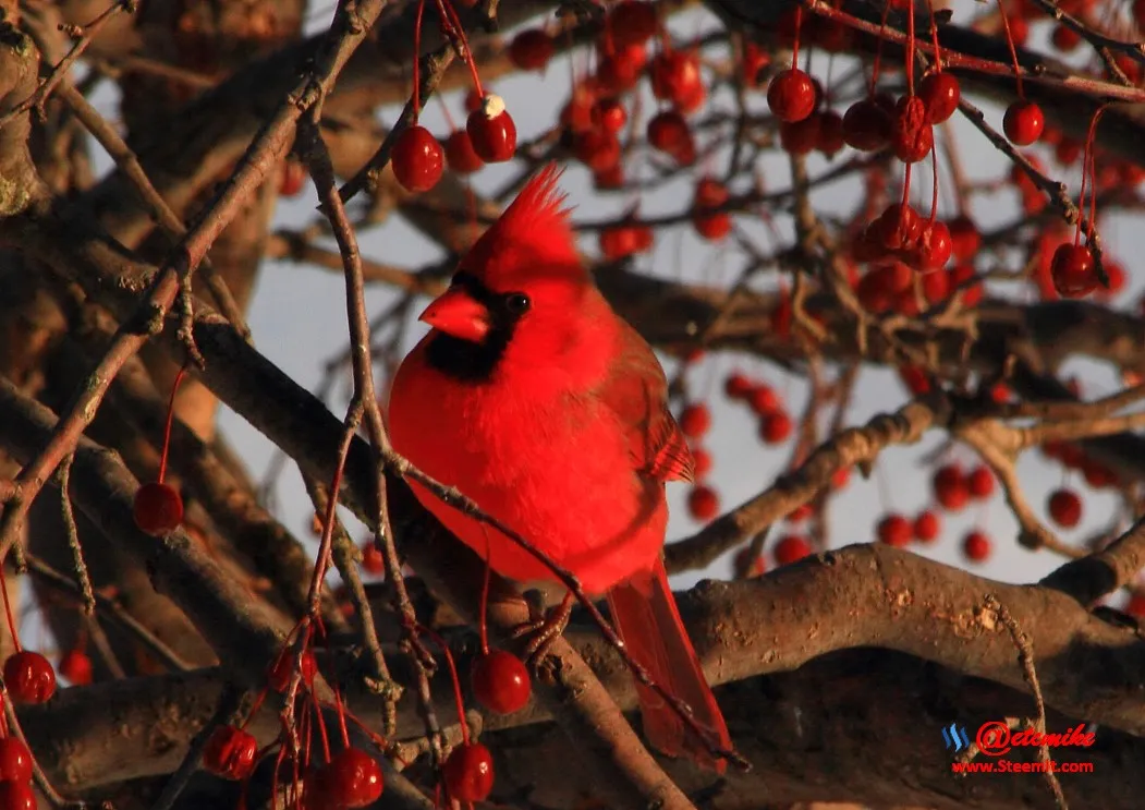 Northern Cardinal IMG_0105.JPG