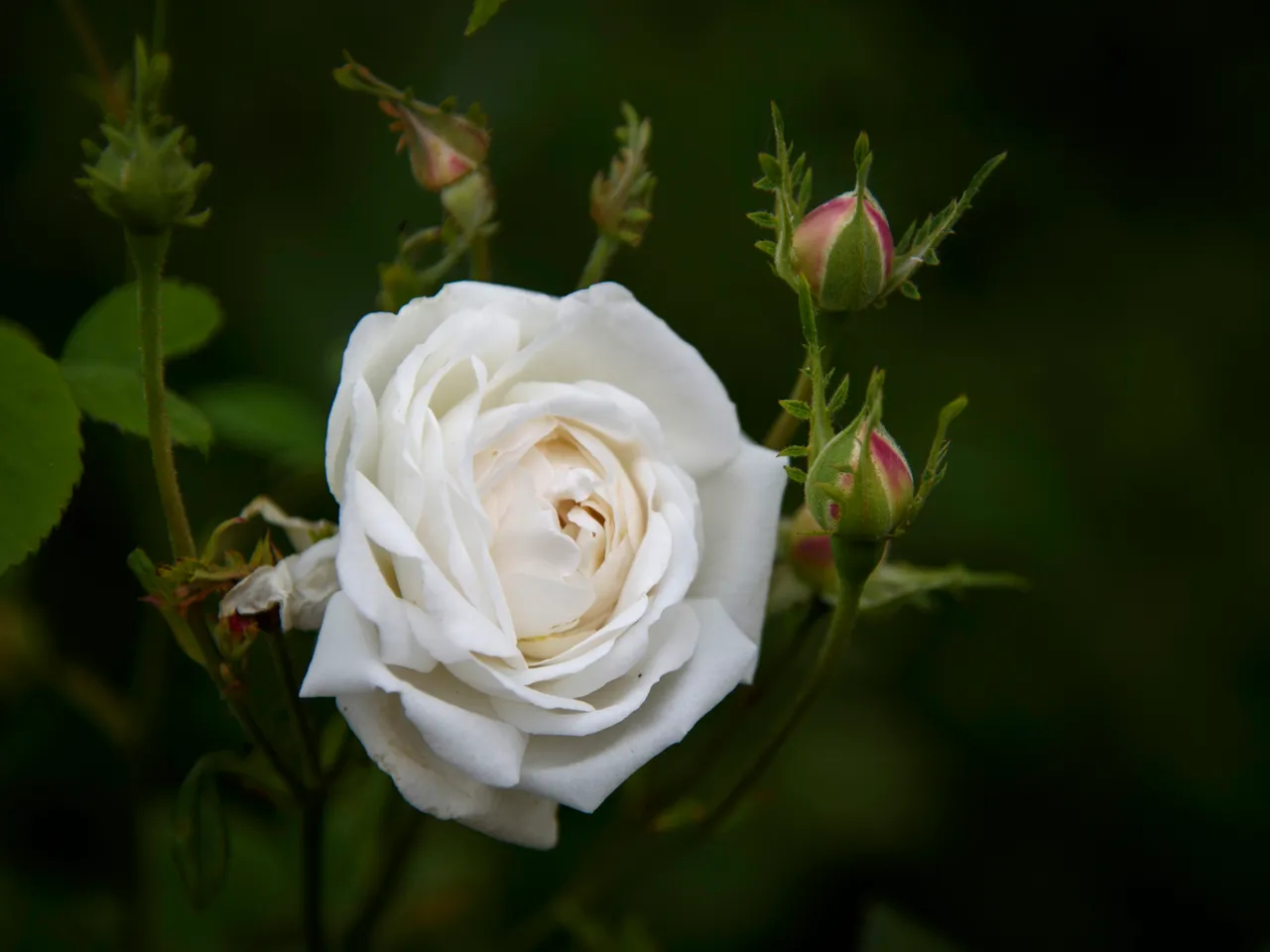 DSC_4274.jpg