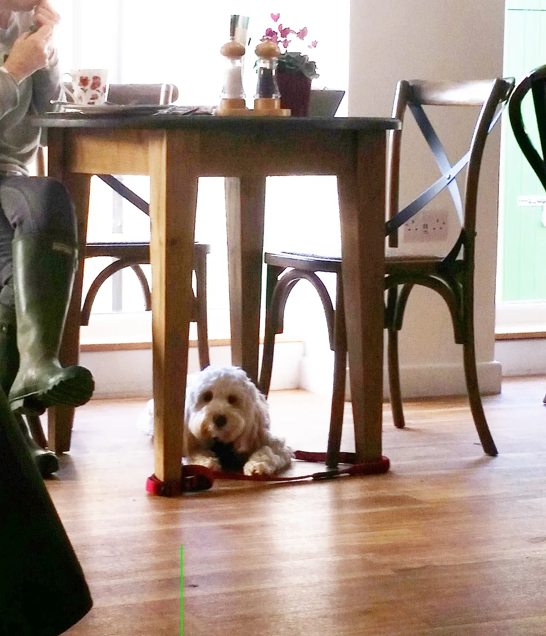 jan2dog1.jpg