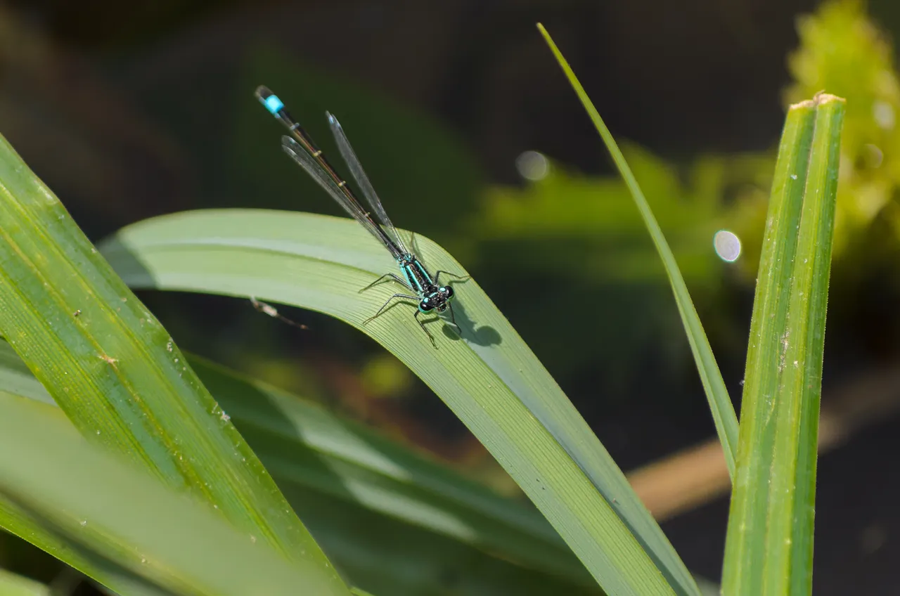 DSC_0784.jpg