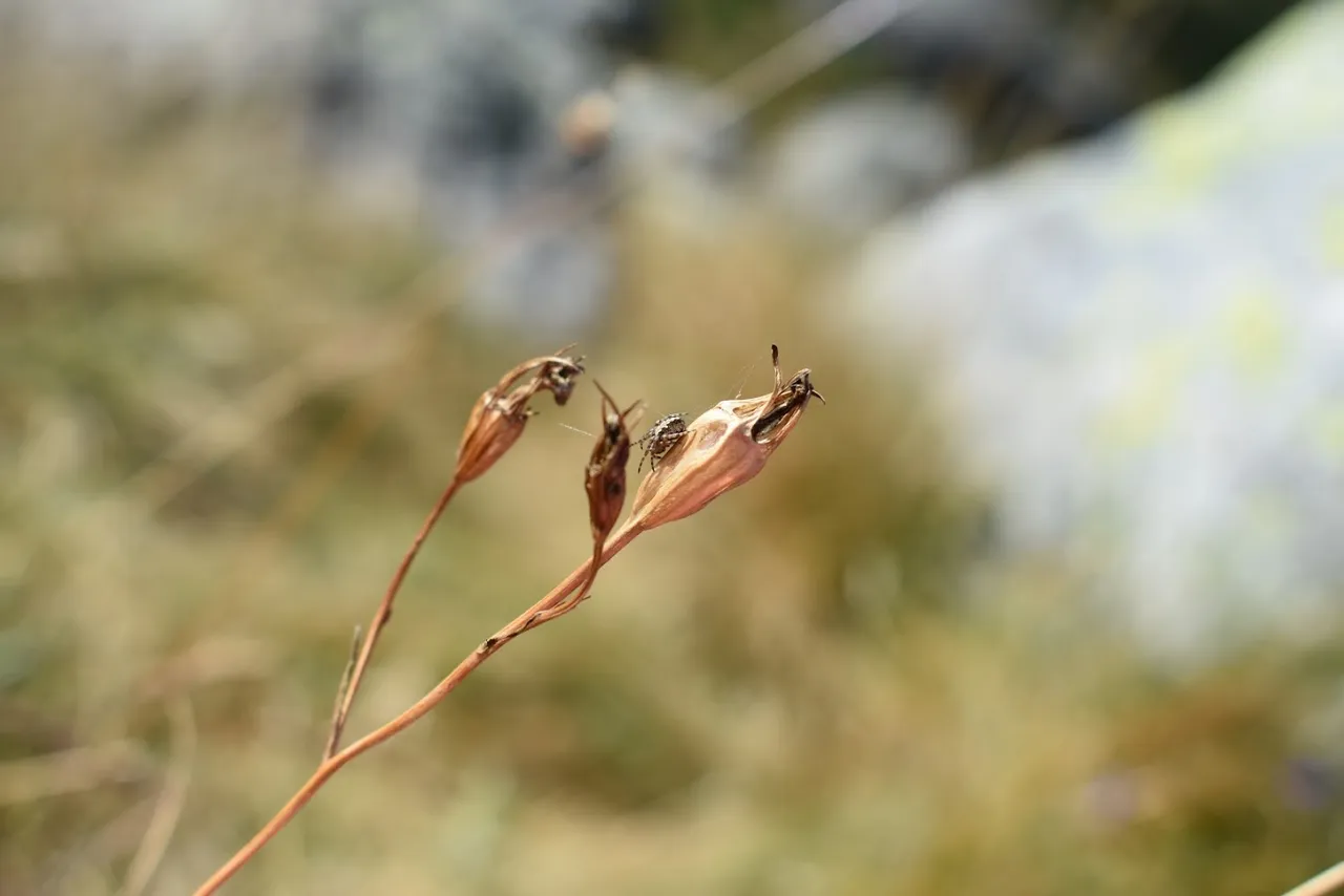 DSC_0164.jpg