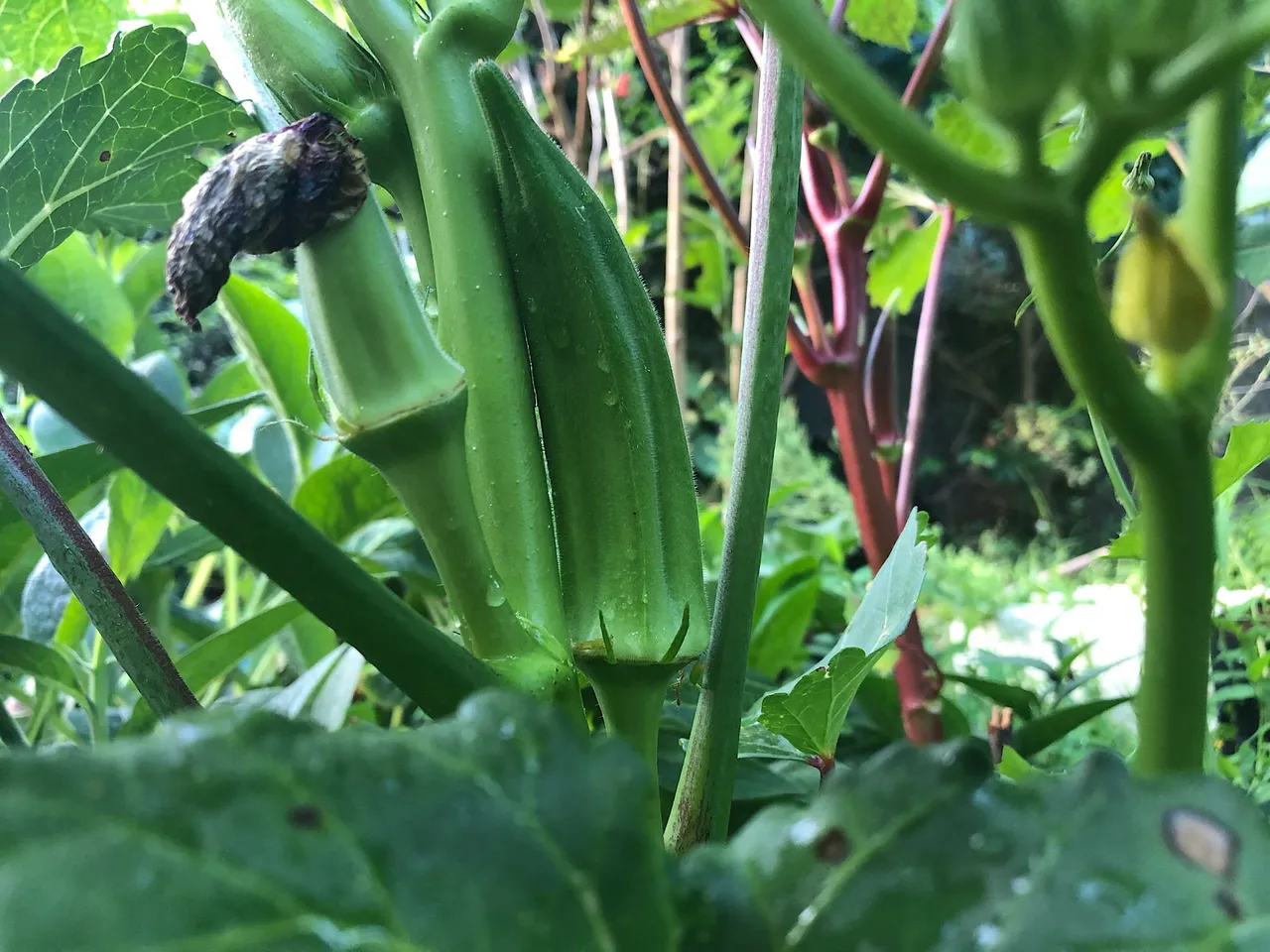 Okra