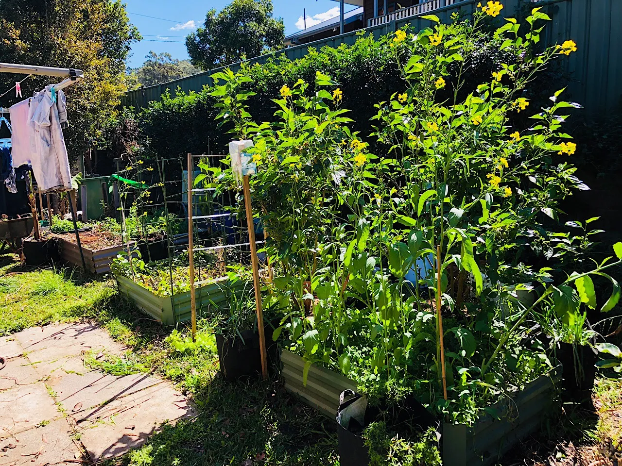 Backyard garden beds