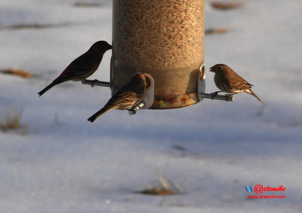 House Finch IMG_0047.JPG