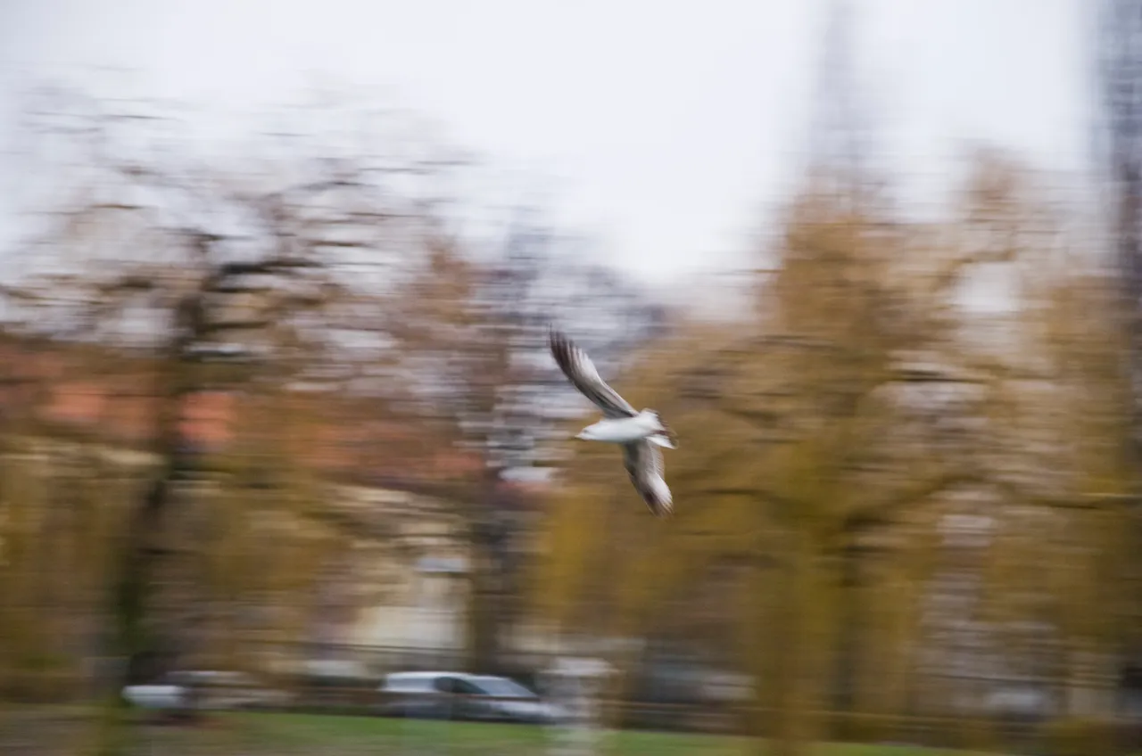 IMGP4384.JPG