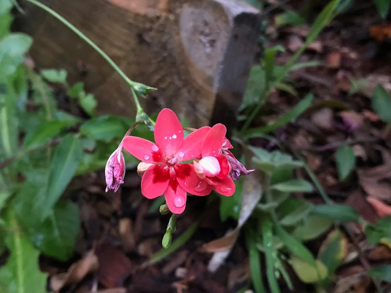 False Freesia