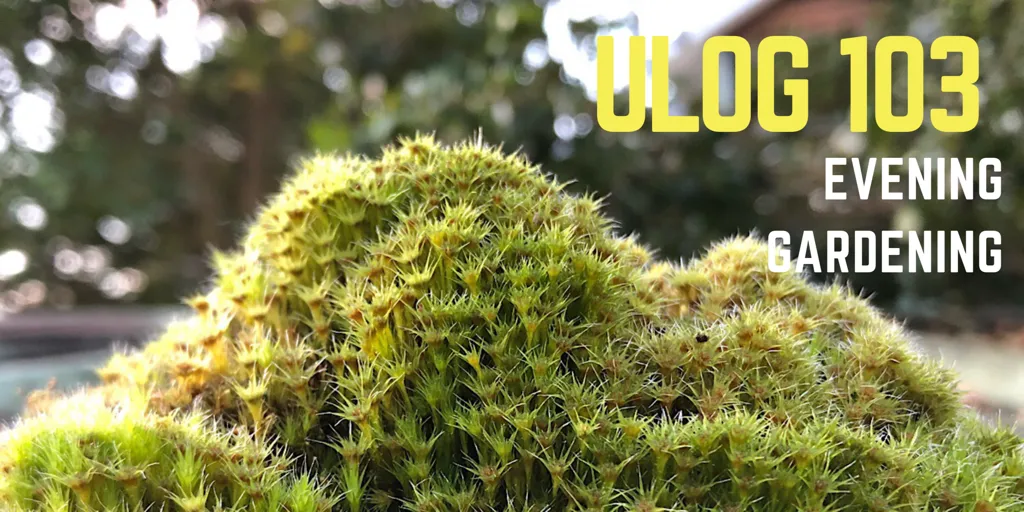 ULOG 103 - Evening Gardening