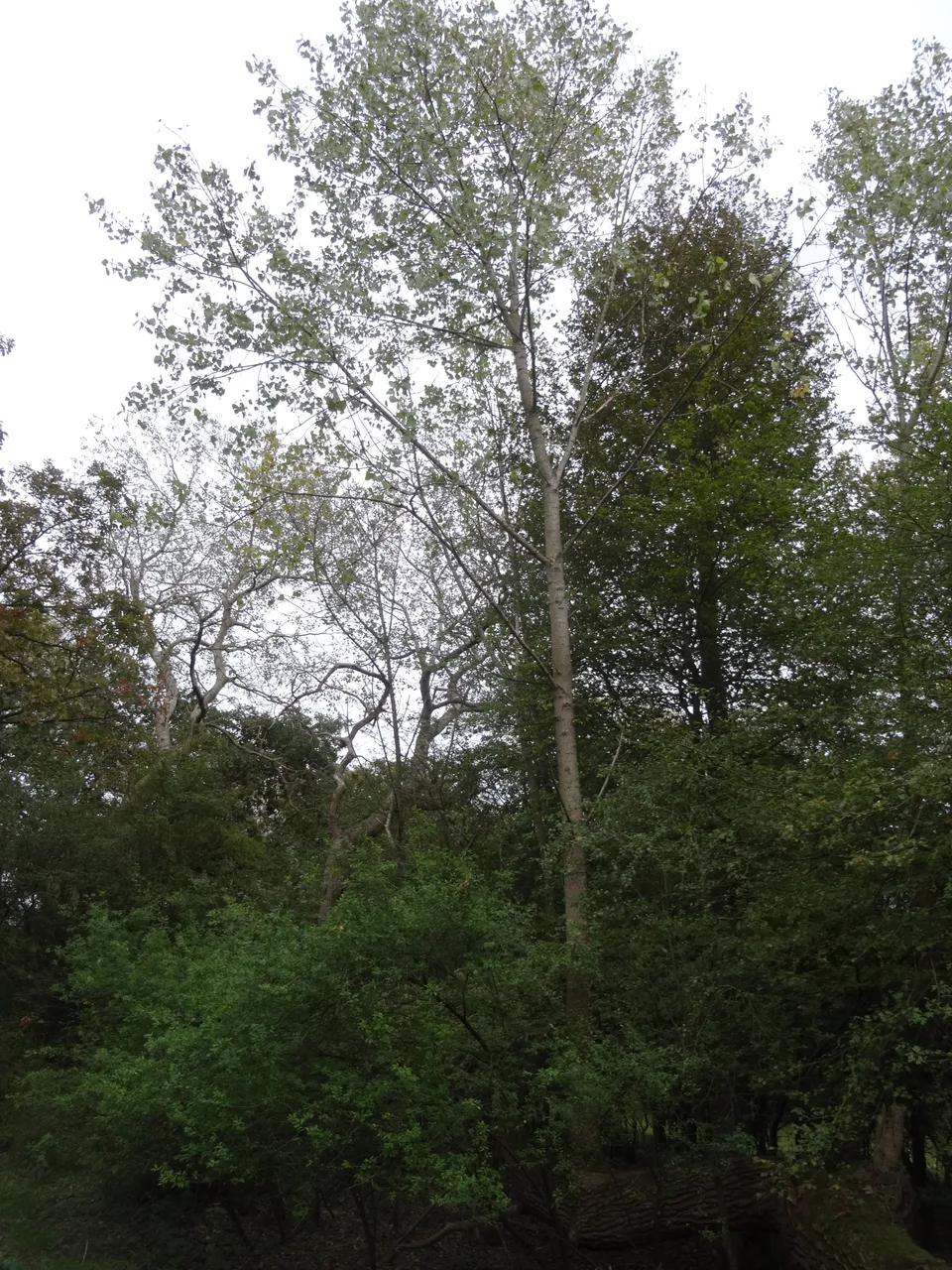 DSC02677.JPG