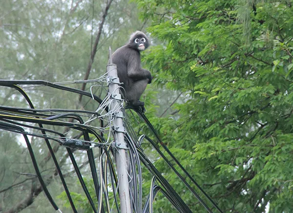 Monkey13.jpg